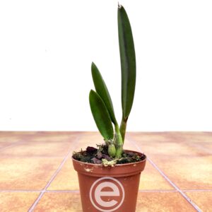 Laelia Rupestris - Sem Flor