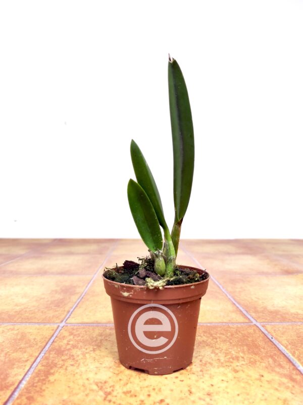 Laelia Rupestris - Sem Flor