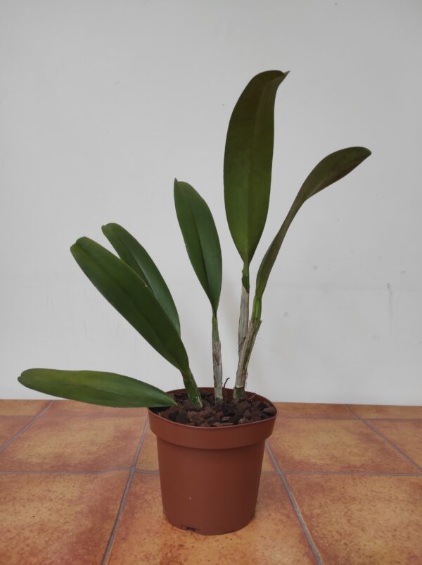 Blc. Veronica Serra - Sem Flor