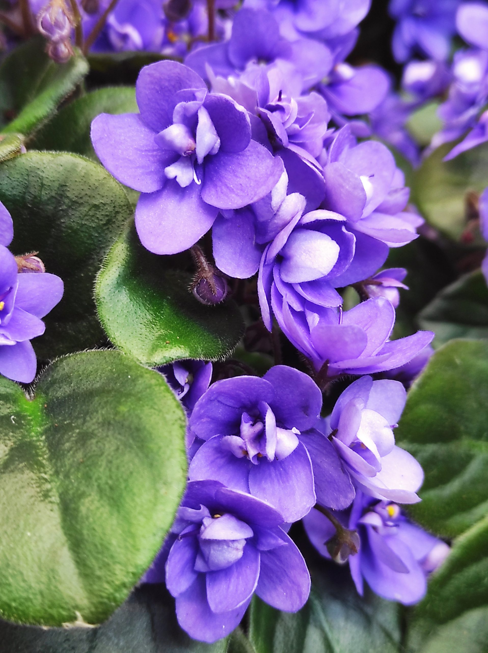 Saintpaulia 'Trailing Blue' - Image 2