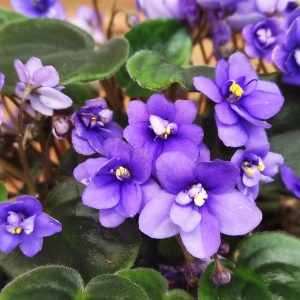 Saintpaulia 'Trailing Blue'