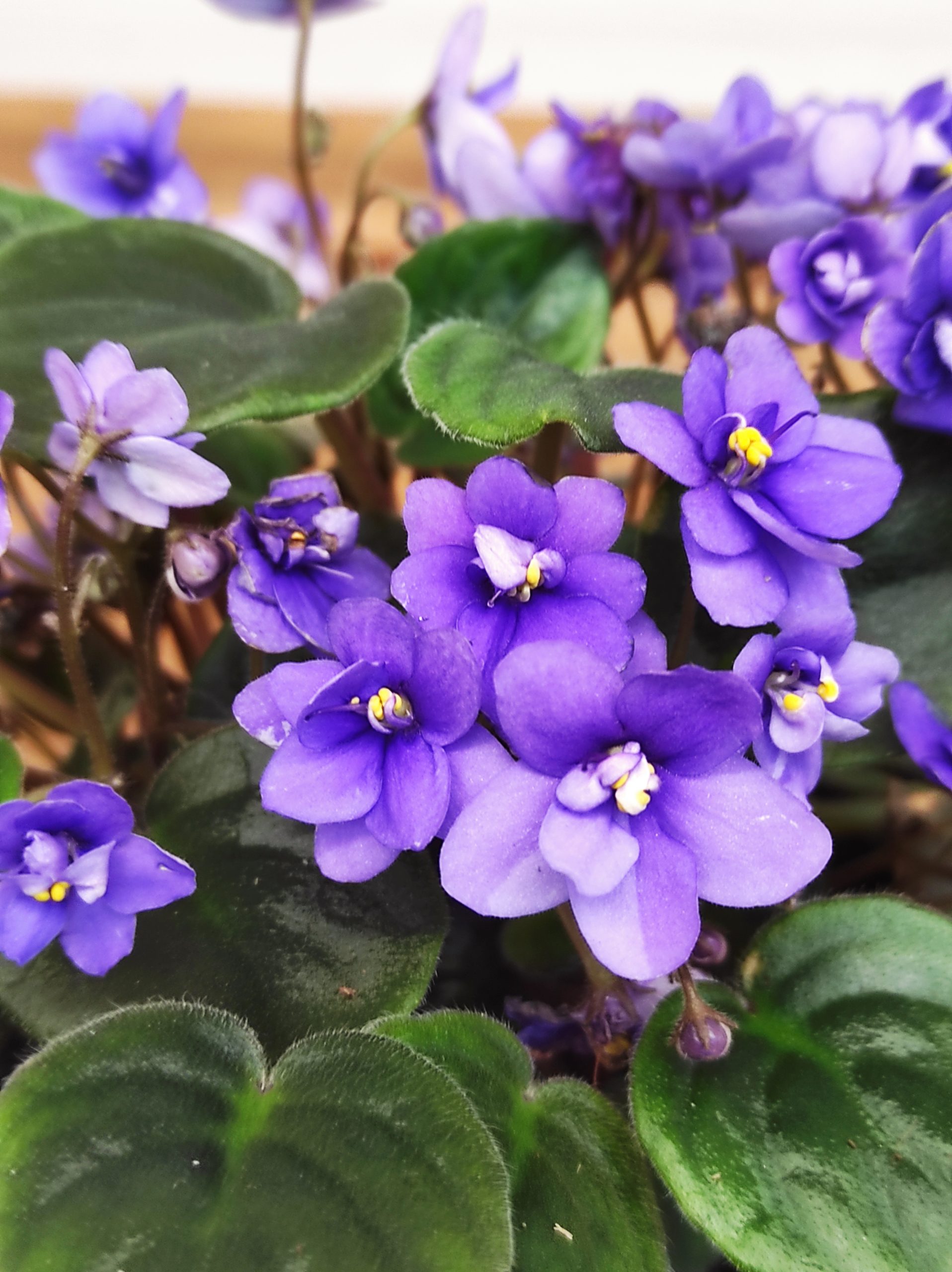 Saintpaulia 'Trailing Blue'