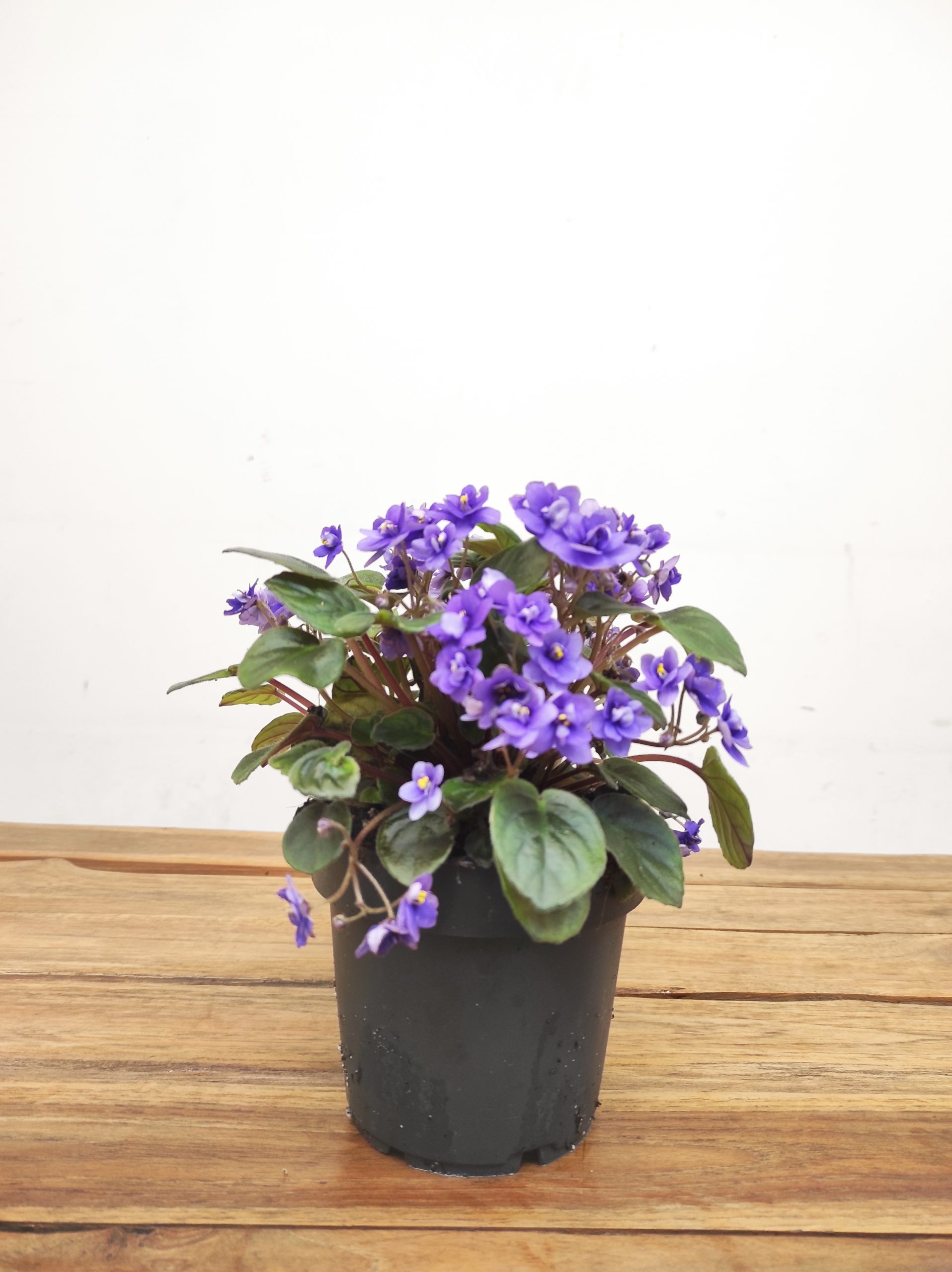 Saintpaulia 'Trailing Blue' - Image 3