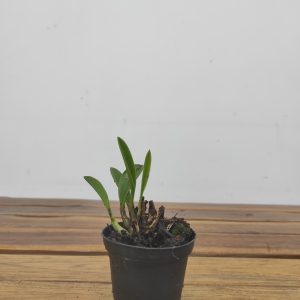 Cattleya Andean Moon - Sem Flor