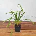 Cymbidium Elegans - Sem Flor