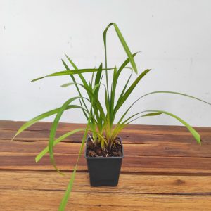 Cymbidium Elegans - Sem Flor