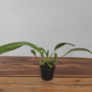 Maxillaria Longipes - Sem Flor
