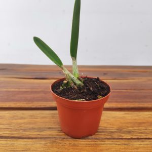 Laelia Rupestris - Sem Flor