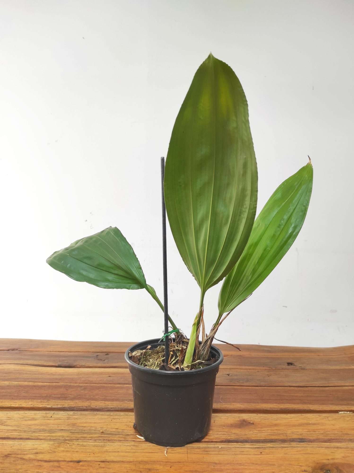 Stanhopea x Fowlieana - Sem Flor - Image 2
