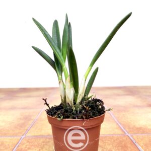 Laelia Briegeri - Sem Flor