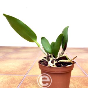 Blc. Durigan Hercules - Sem Flor
