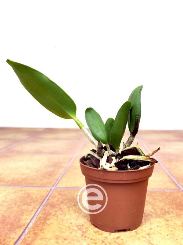 Blc. Durigan Hercules - Sem Flor