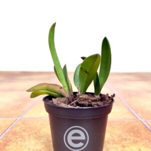 Cattleya Andean Moon - Sem Flor