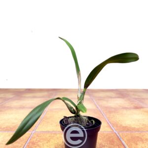 Cattleya Marriottiana - Sem Flor