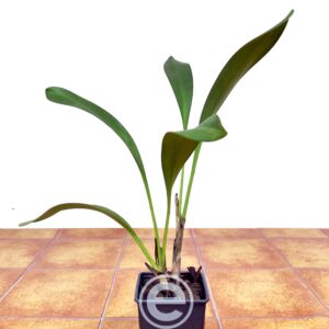 Cymbidium Devonianum - Sem Flor