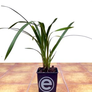Cymbidium Elegans - Sem Flor