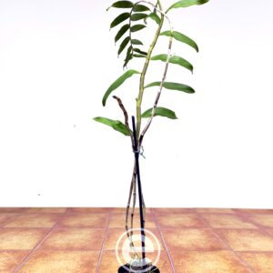 Dendrobium Mutabile - Sem Flor
