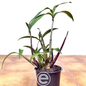 Dendrobium Patricia Van Puyenbroeck - Sem Flor