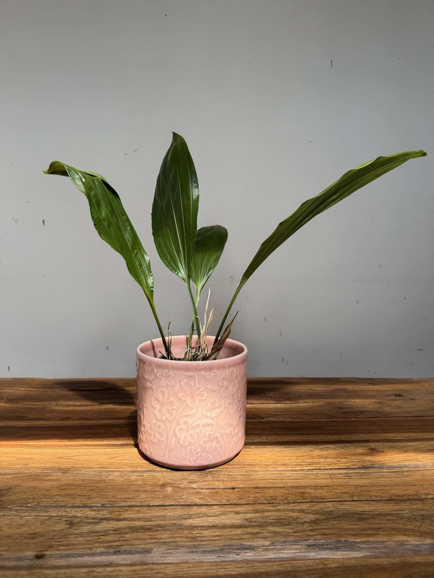 Stanhopea x Fowlieana - Sem Flor - Image 2