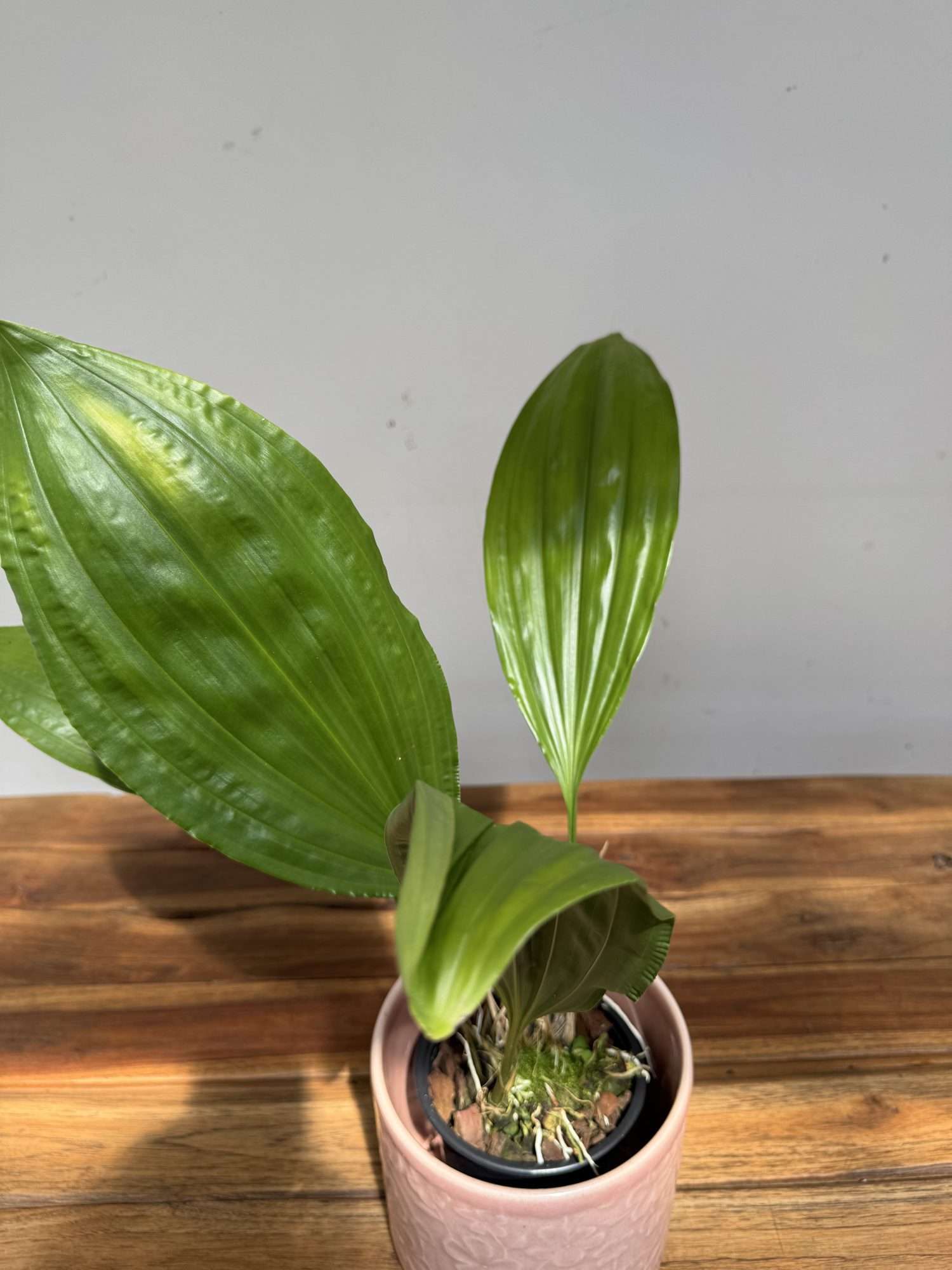 Stanhopea x Fowlieana - Sem Flor - Image 3