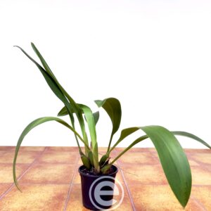 Maxillaria Longipes - Sem Flor