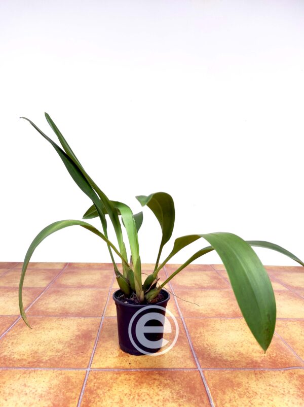 Maxillaria Longipes - Sem Flor