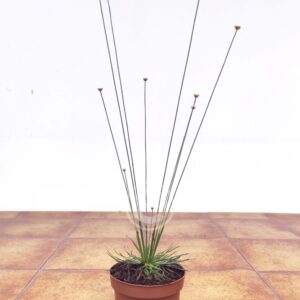 Synchonanthus Mikado