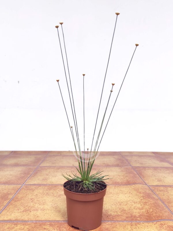 Synchonanthus Mikado