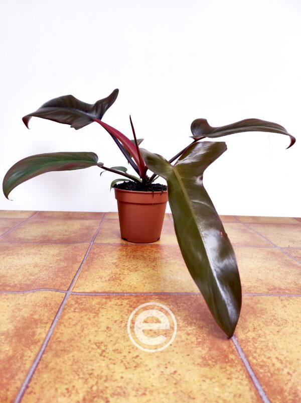 Philodendron 'Bronze' - Image 2