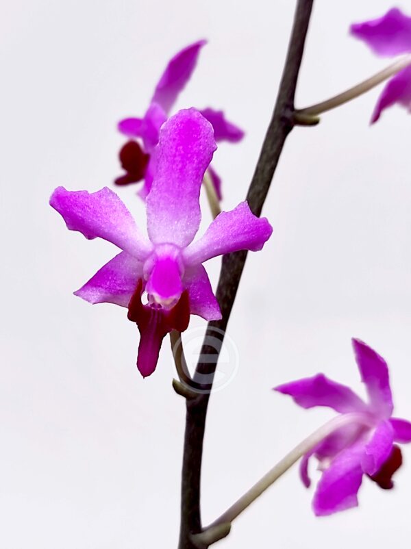 Phalaenopsis Pulcherrima V.9