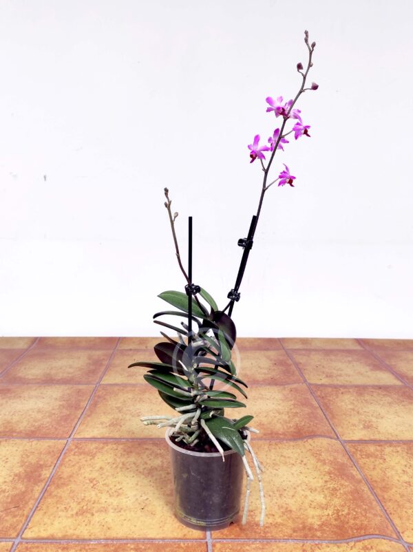 Phalaenopsis Pulcherrima V.9 - Image 2