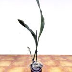 Stanhopea Graveolens - Sem Flor