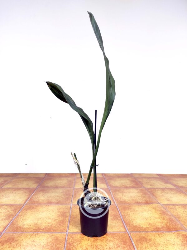 Stanhopea Graveolens - Sem Flor