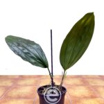 Stanhopea x Fowlieana - Sem Flor