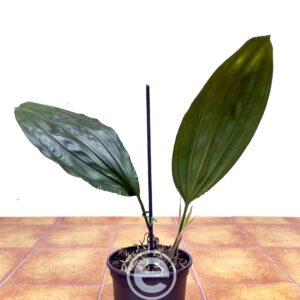 Stanhopea x Fowlieana