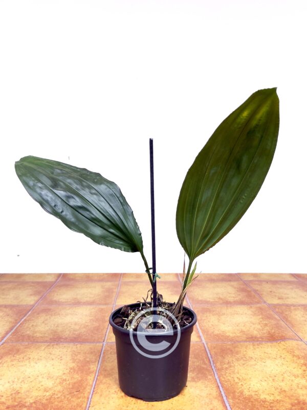 Stanhopea x Fowlieana - Sem Flor