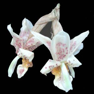 Stanhopea x Fowlieana - Sem Flor