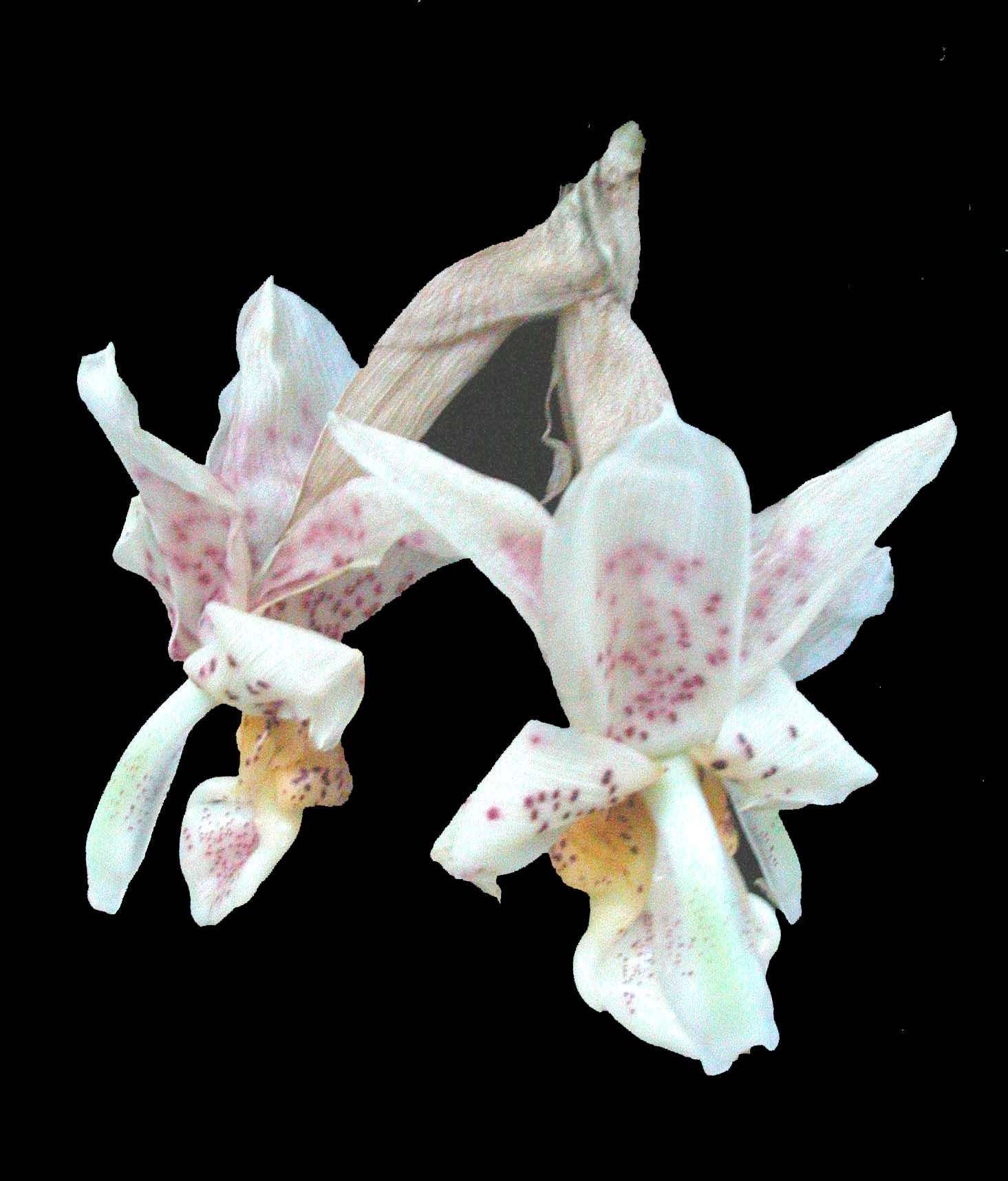Stanhopea x Fowlieana - Sem Flor