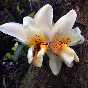 Stanhopea x Fowlieana - Sem Flor