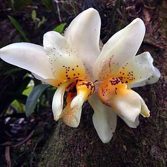 Stanhopea x Fowlieana - Sem Flor
