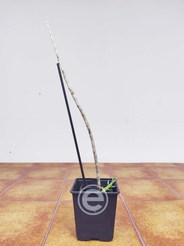 Thunia Alba - Sem Flor - Image 2