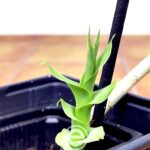 Thunia Alba - Sem Flor