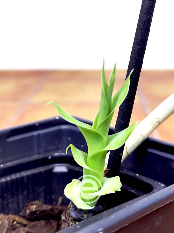 Thunia Alba - Sem Flor