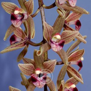 Cymbidium Devonianum - Sem Flor