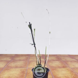 Myoxanthus Serripetalus - Sem Flor