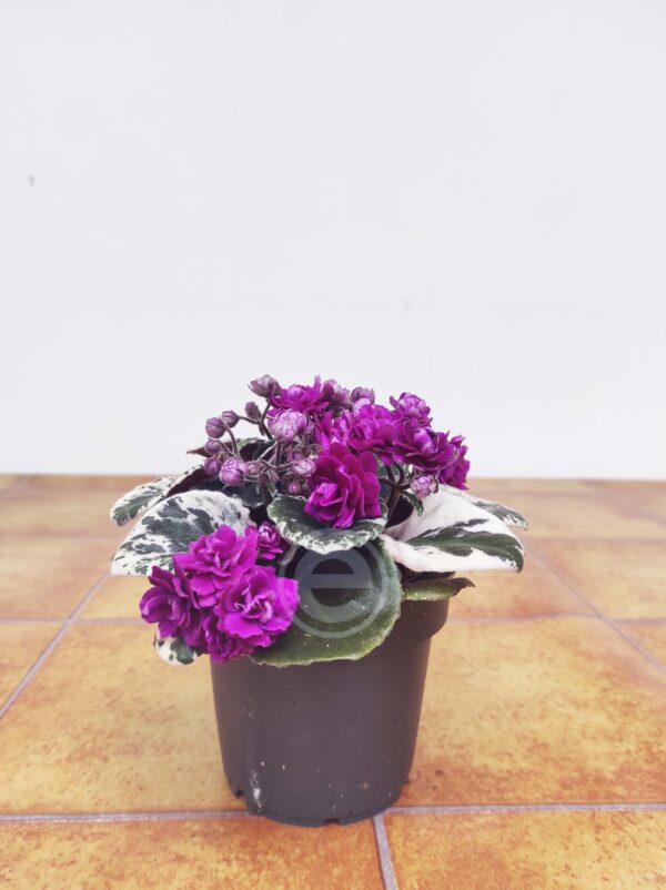 Saintpaulia 'African Violet' - Lilás - Image 2