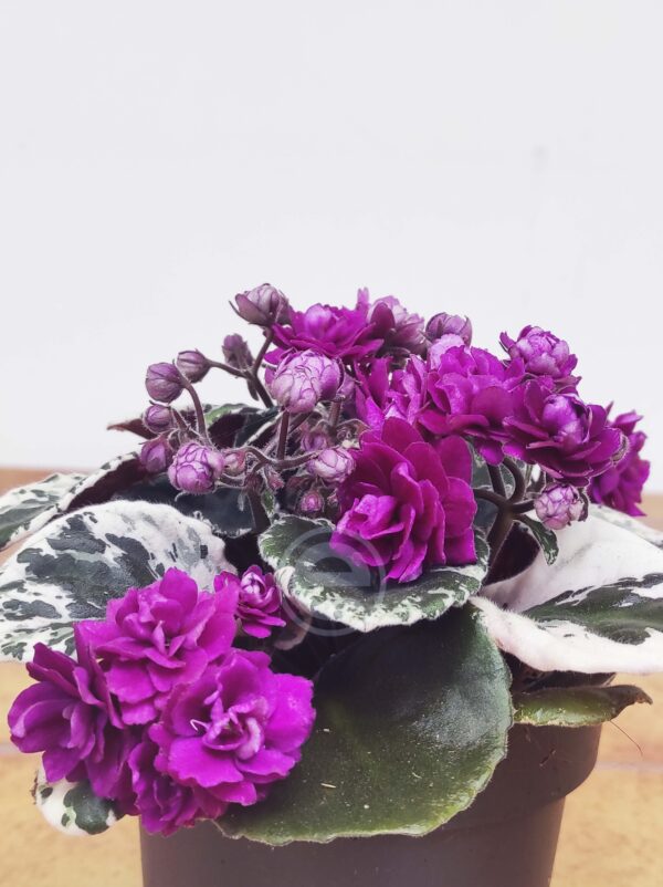 Saintpaulia 'African Violet' - Lilás