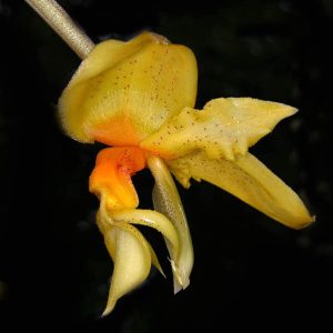 Stanhopea Graveolens - Sem Flor