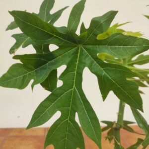 Carica Papaya
