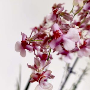 Oncidium Rosy